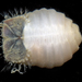 Dumbbell Worm - Photo (c) smithsonian_marinegeo, some rights reserved (CC BY-NC-SA), uploaded by smithsonian_marinegeo