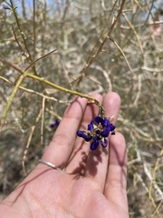 Psorothamnus schottii