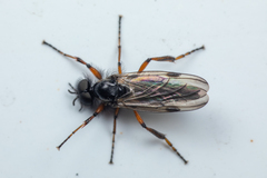 Bibio palliatus
