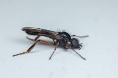 Bibio palliatus