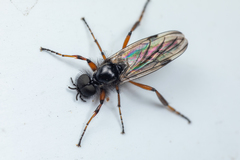 Bibio palliatus
