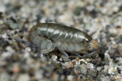 Megalorchestia pugettensis