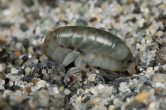 Megalorchestia pugettensis