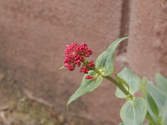 Centranthus ruber