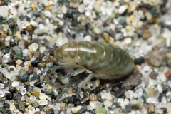 Megalorchestia pugettensis