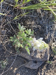 Lupinus malacophyllus