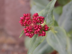 Centranthus ruber