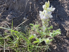 Lupinus malacophyllus