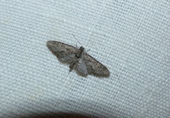 Eupithecia oxycedrata