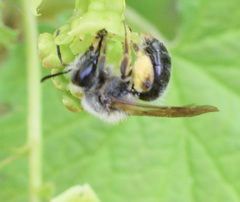 Andrena rufosignata
