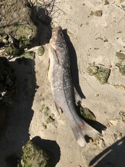 Centropomus undecimalis