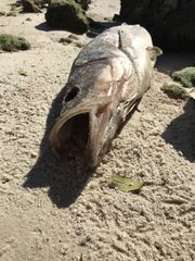 Centropomus undecimalis