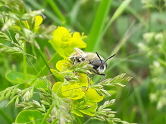 Stratiomys longicornis