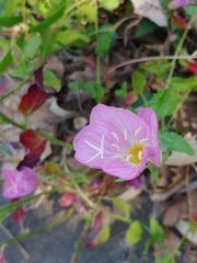 Angiospermae