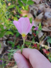 Angiospermae