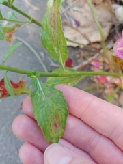 Angiospermae