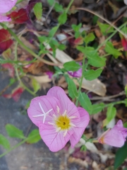 Angiospermae