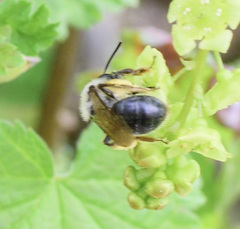Andrena rufosignata