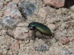 Poecilus versicolor
