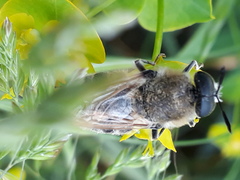 Stratiomys longicornis