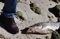 Centropomus undecimalis