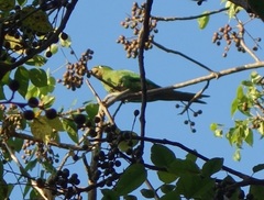 Psittacara chloropterus