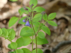 Polemonium reptans villosum