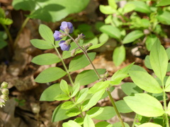 Polemonium reptans villosum