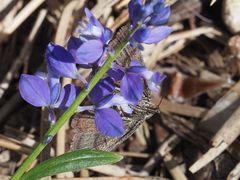 Phytometra viridaria