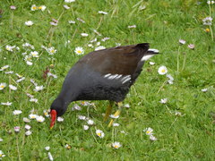 Gallinula chloropus