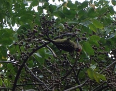 Melanerpes striatus