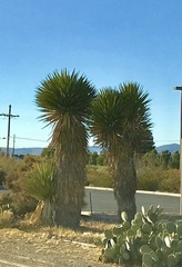 Yucca torreyi