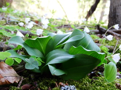 Platanthera chlorantha