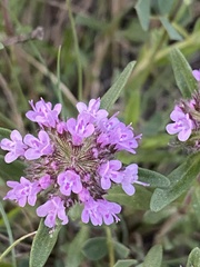 Thymus markhotensis