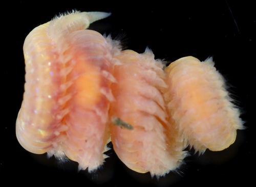 Representative image of Goniadidae