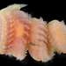 Glycinde picta - Photo (c) smithsonian_marinegeo, some rights reserved (CC BY-NC-SA), uploaded by smithsonian_marinegeo