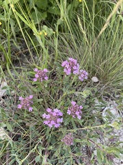 Thymus markhotensis