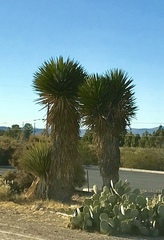 Yucca torreyi