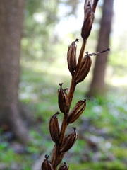 Platanthera chlorantha