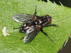 Rhinomorinia sarcophagina