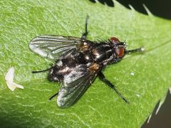 Rhinomorinia sarcophagina