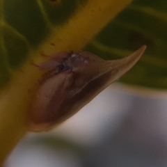 Enchenopa squamigera