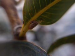 Enchenopa squamigera