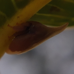 Enchenopa squamigera