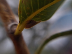 Enchenopa squamigera