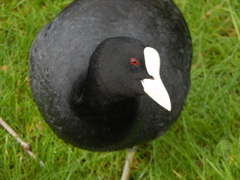 Fulica atra