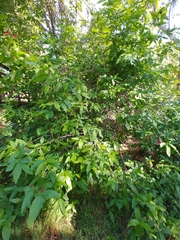 Calycanthus occidentalis