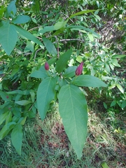 Calycanthus occidentalis