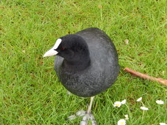 Fulica atra