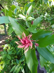 Calycanthus occidentalis